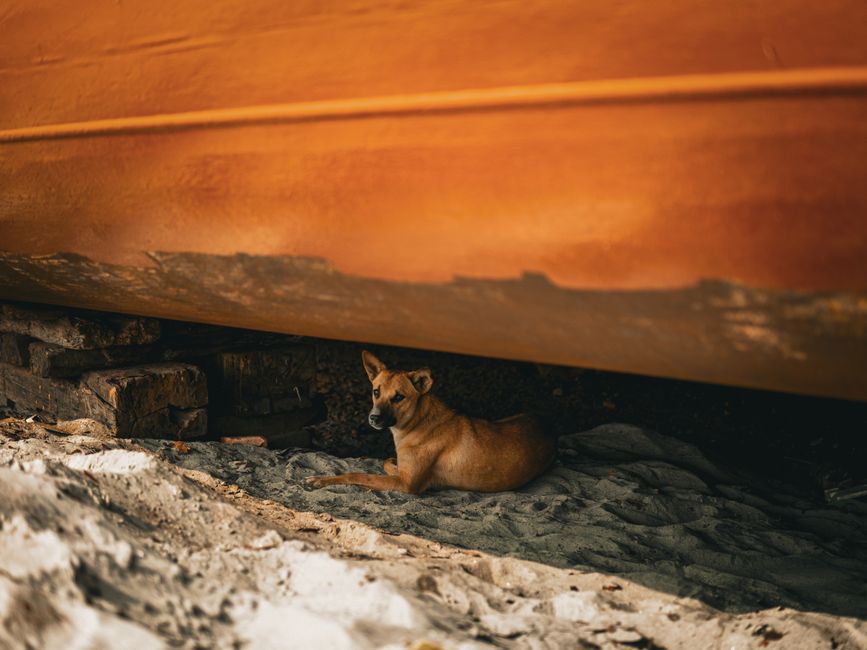 A stray brown dog relaxing in the shade under a beached boat on a sandy shore.