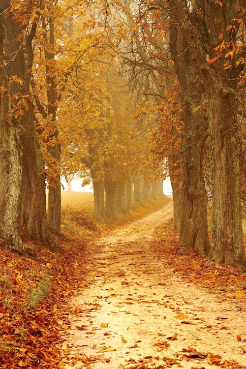 Photography of Leaves on Ground