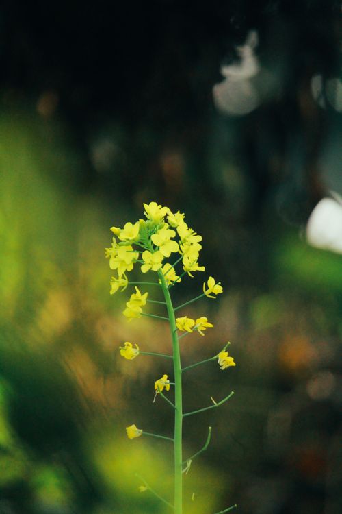 Free Close-up of vibrant yellow flowers blooming against a blurred natural background. Stock Photo