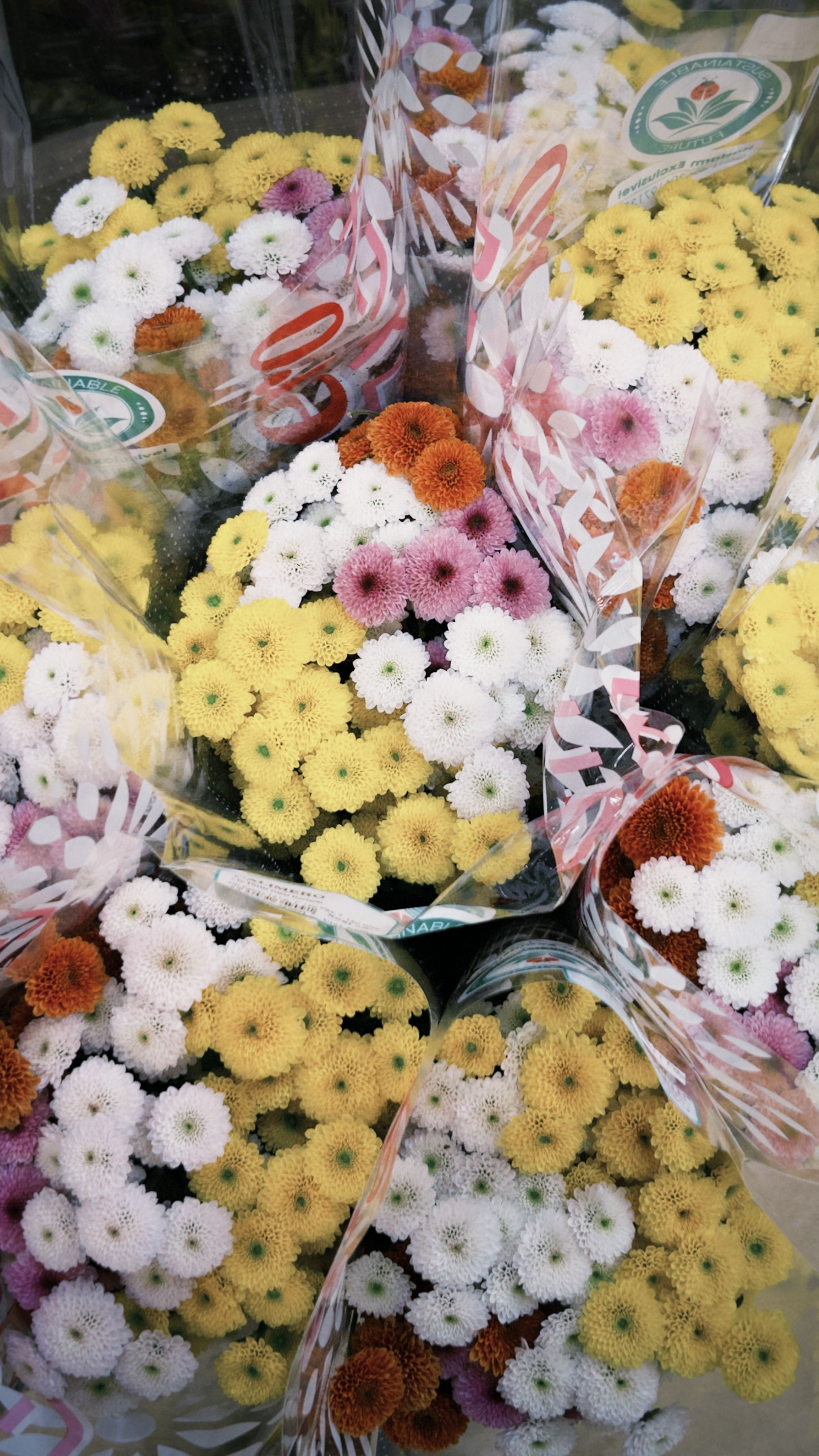 [ColoSach]-vibrant-chrysanthemum-bouquets-wrapped-in-plastic-ready-for-sale.