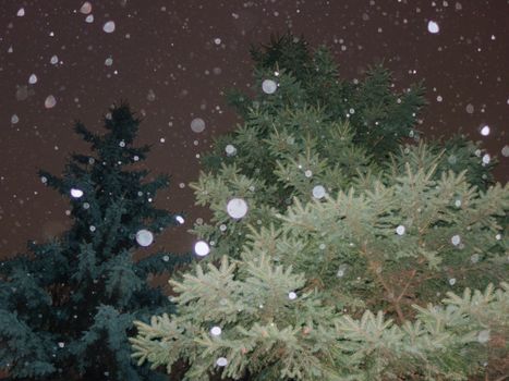 Nighttime snowfall over evergreen trees, creating a serene winter scene.