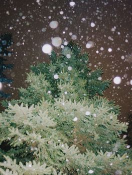 Pine tree under snowfall captured during nighttime, emphasizing winter atmosphere.