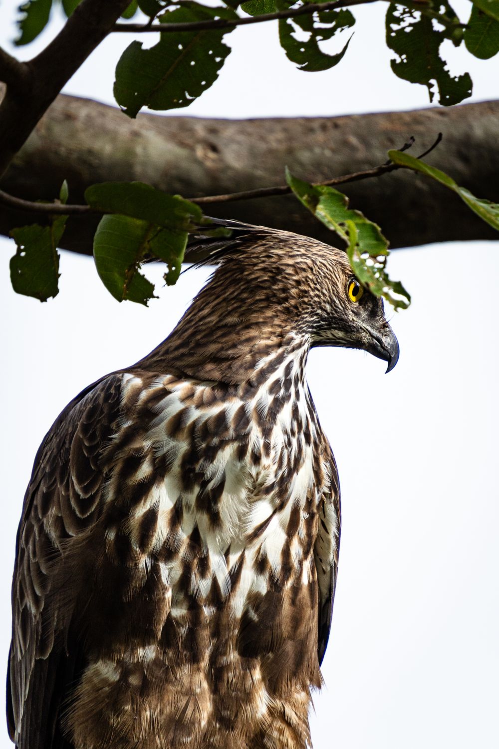 Sri Lankan Crested Serpent Eagle in Natural Habitat · Free Stock Photo