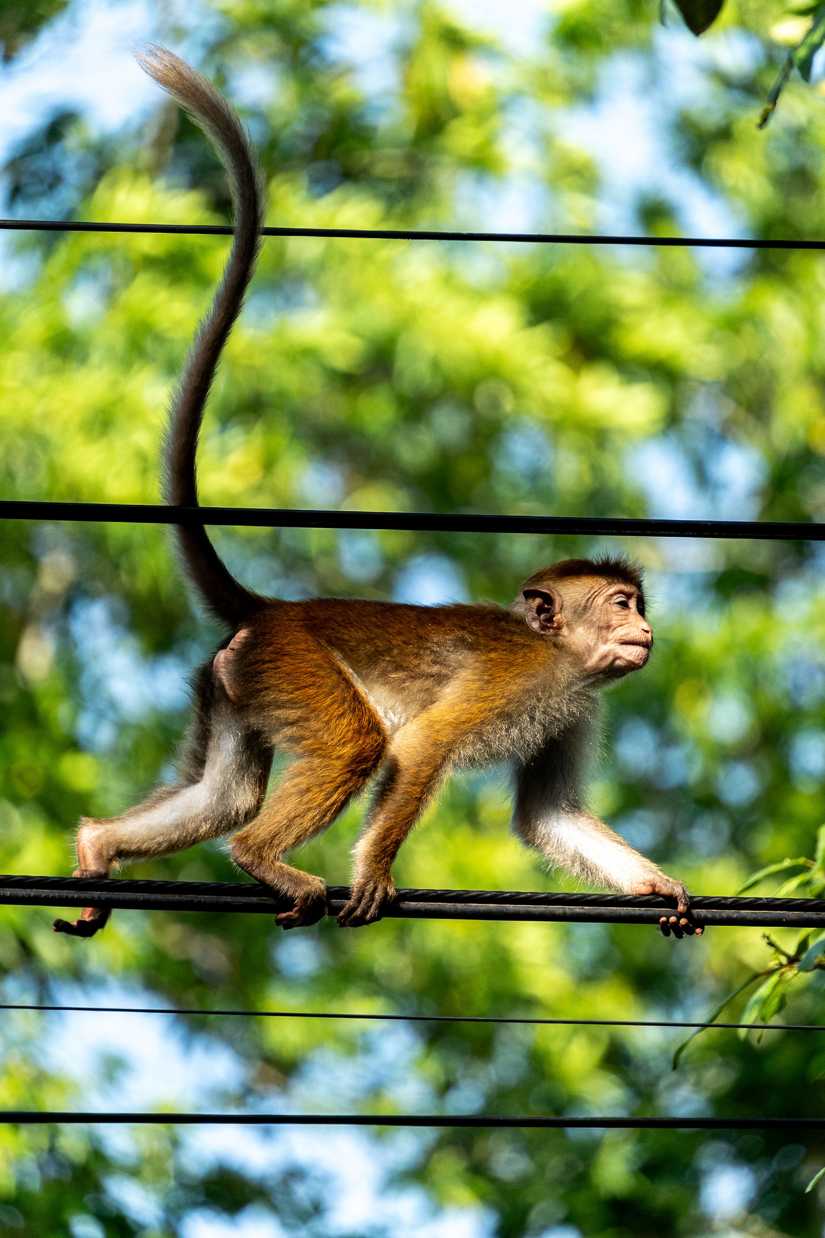 Macaque Monkey Balancing on Wire in Sri Lanka · Free Stock Photo
