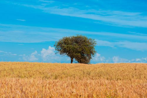 Free A solitary tree stands in a golden wheat field against a vibrant blue sky. Stock Photo