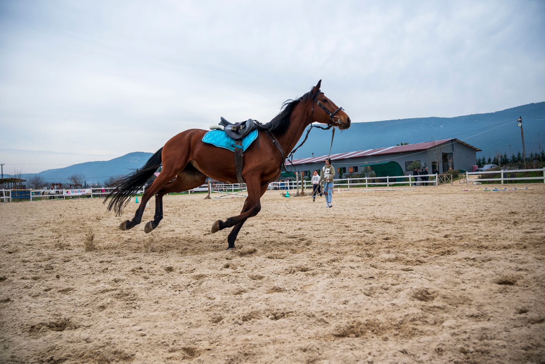 Bad Stallion What are bad horse training techniques? - The Institute for ...