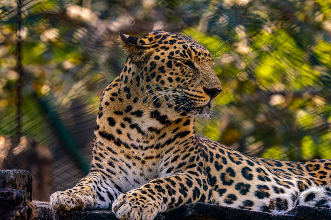 R Leopard Majestic Leopard Resting in Natural Habitat · Free Stock Photo