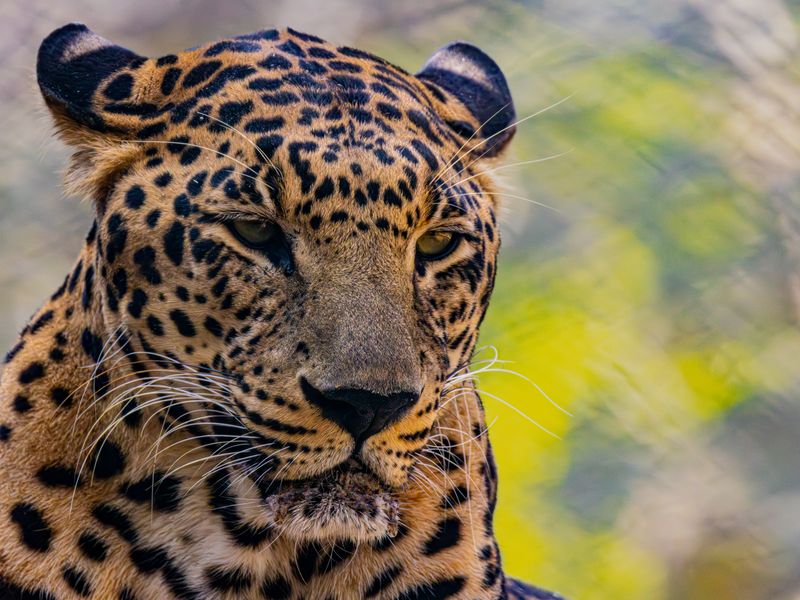 Pench National Park teak forest safari landscape on the Madhya Pradesh Maharashtra border