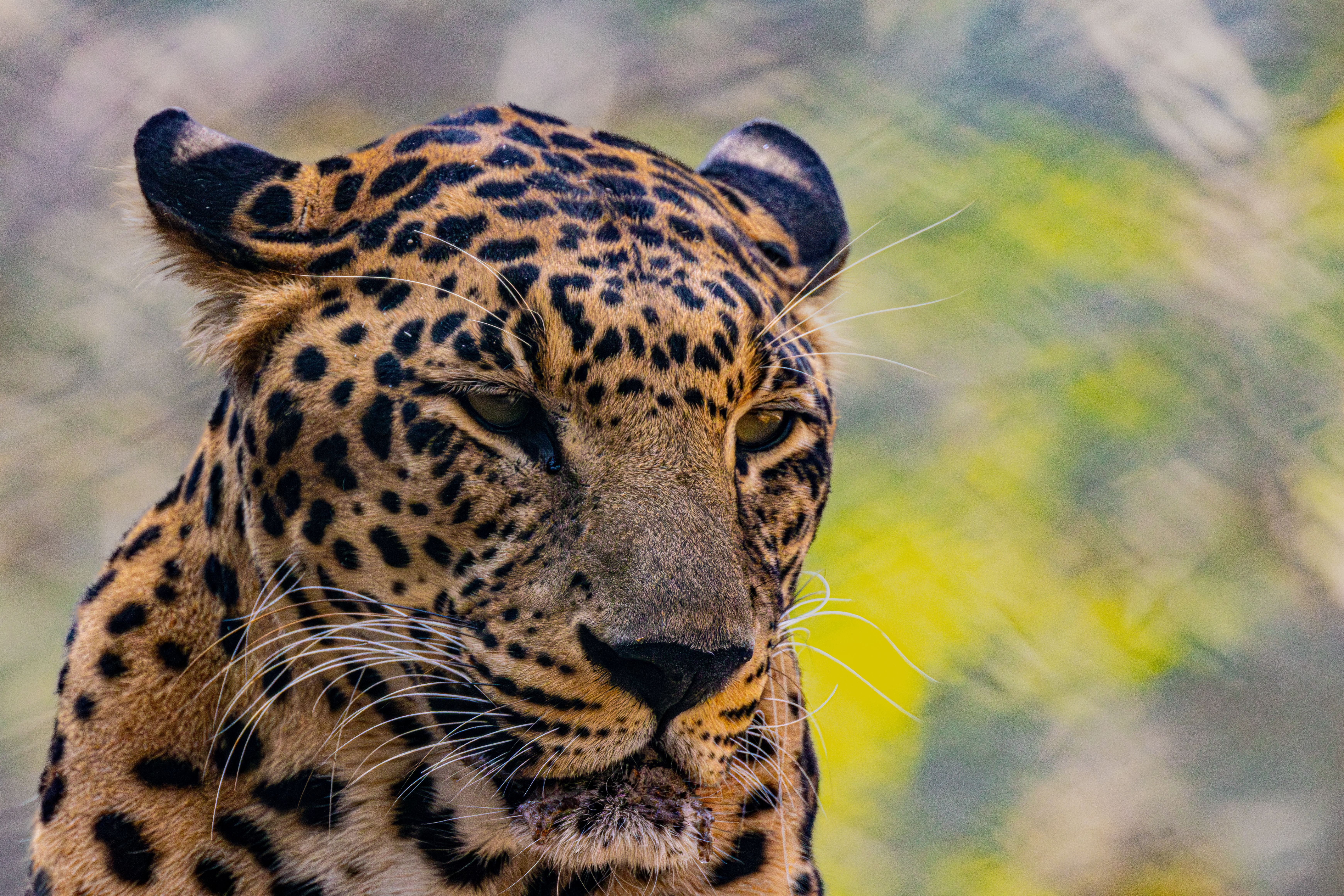 Close-up of a Leopard in Natural Habitat · Free Stock Photo