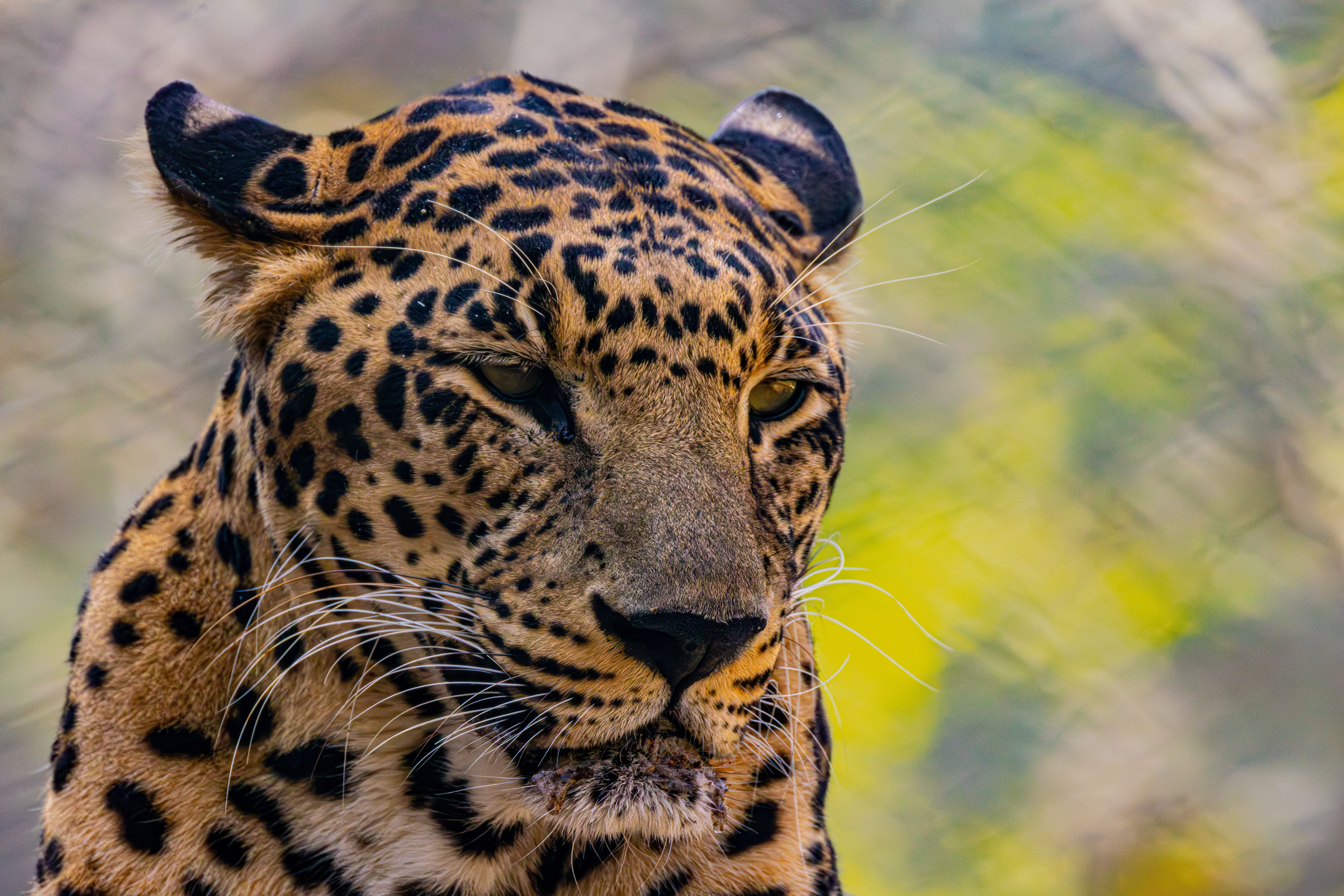 Bezpłatne Intymny portret lamparta (Panthera pardus) na rozmytym, naturalnym tle. Zdjęcie z galerii