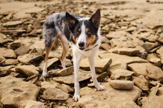 边境牧羊犬站在岩石地形上，毛色是迷人的蓝色