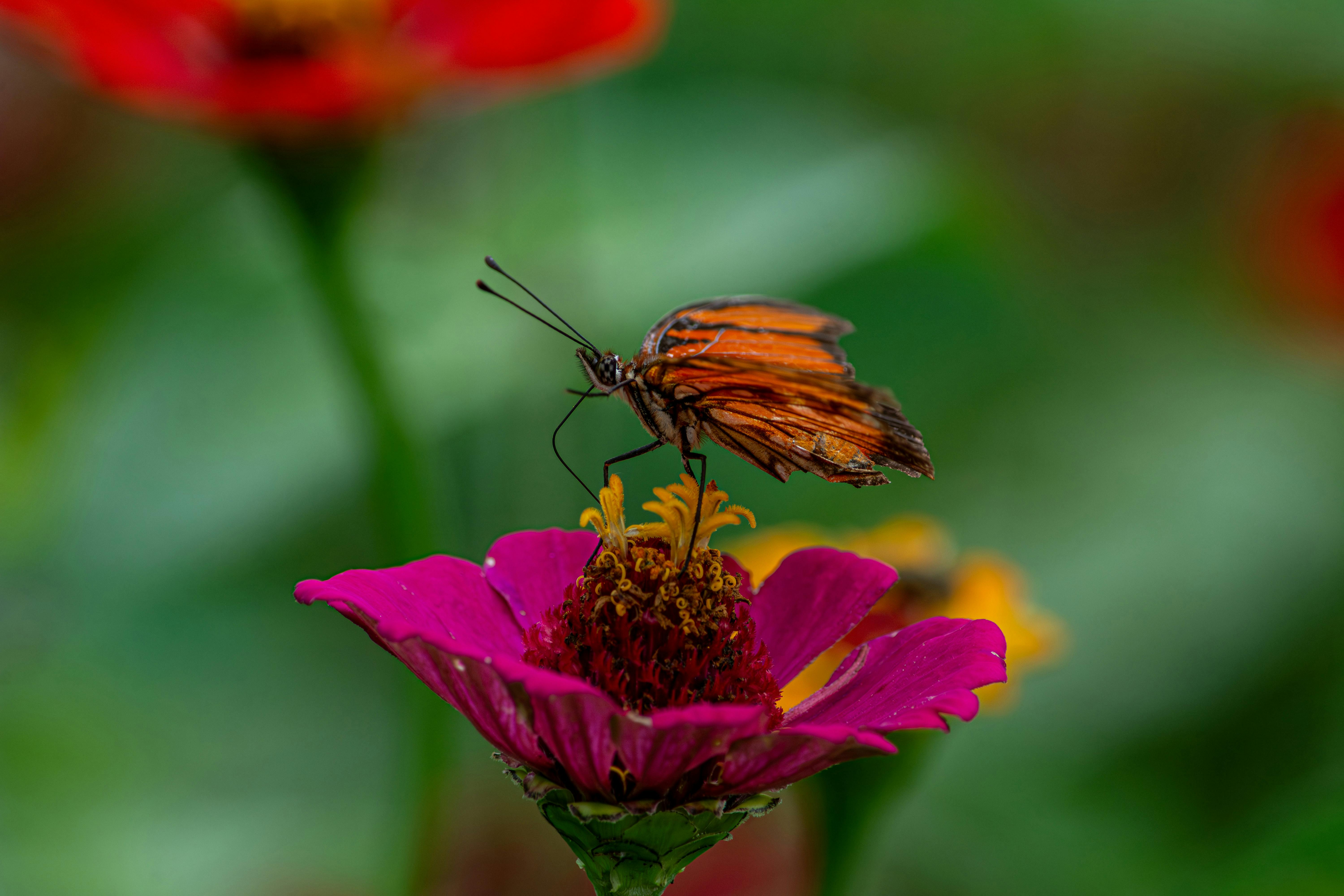 Close-up of a butterfly perched on a pink zinnia flower in Esmeraldas, capturing nature's beauty.