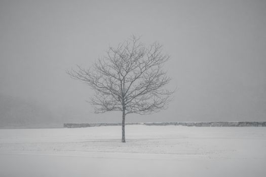 A lone tree stands in a snow-covered field during winter, conveying solitude and tranquility.