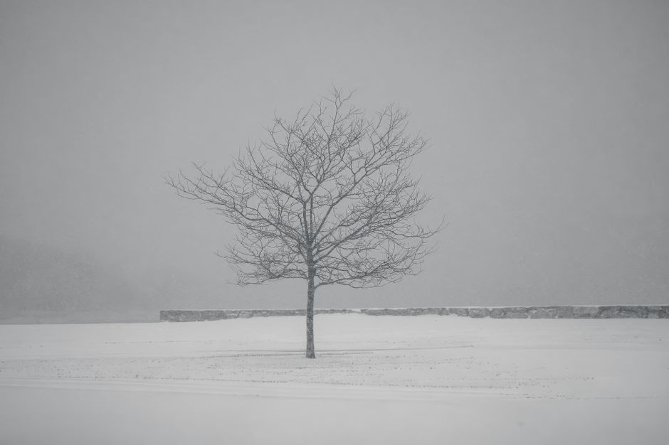 A lone tree stands in a snow-covered field during winter, conveying solitude and tranquility.