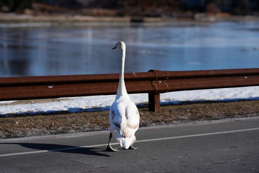 Swan strolling along a road by a frozen lake during winter.