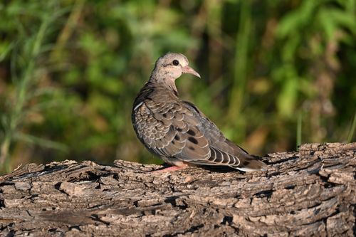 Free A mourning dove resting on a tree trunk, surrounded by lush greenery in a natural setting. Stock Photo