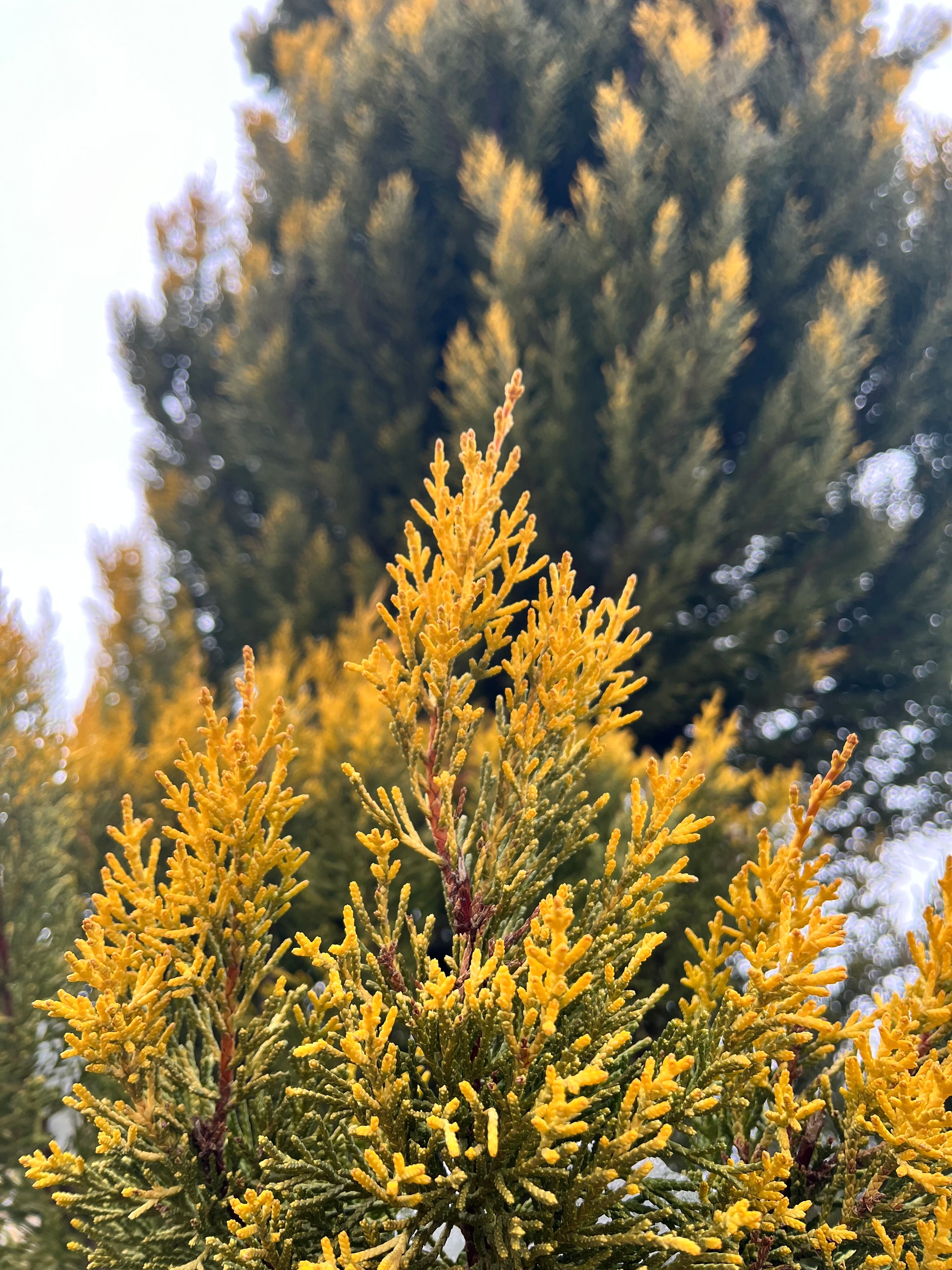 Close-up of Cypress Tree in Vibrant Yellow Hues · Free Stock Photo