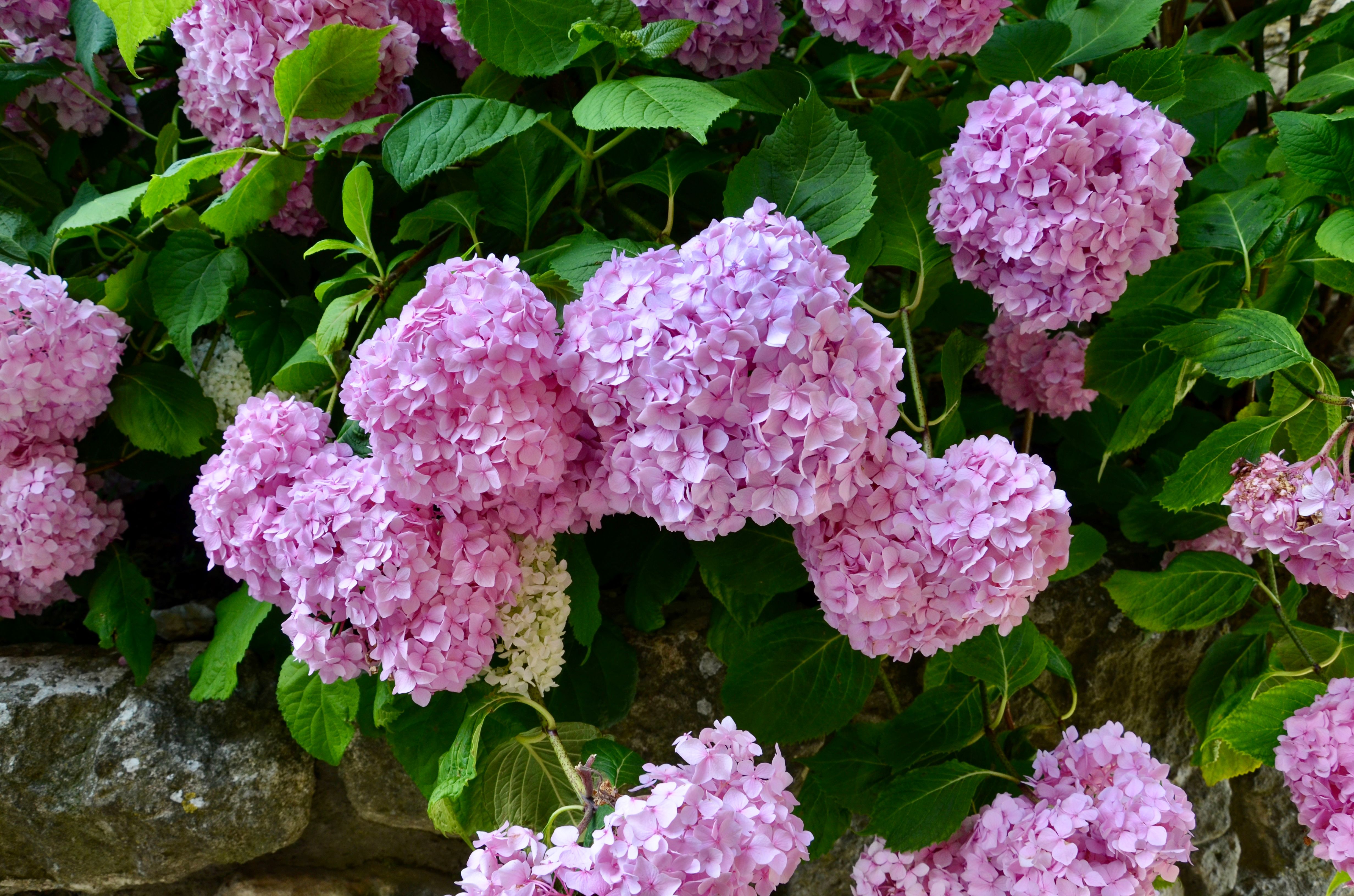 Vibrant Pink Hydrangea Blooms Outdoors · Free Stock Photo