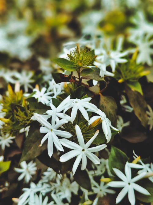 Free Beautiful blooming white jasmine flowers with lush green leaves in Wadoda, Maharashtra, India. Stock Photo