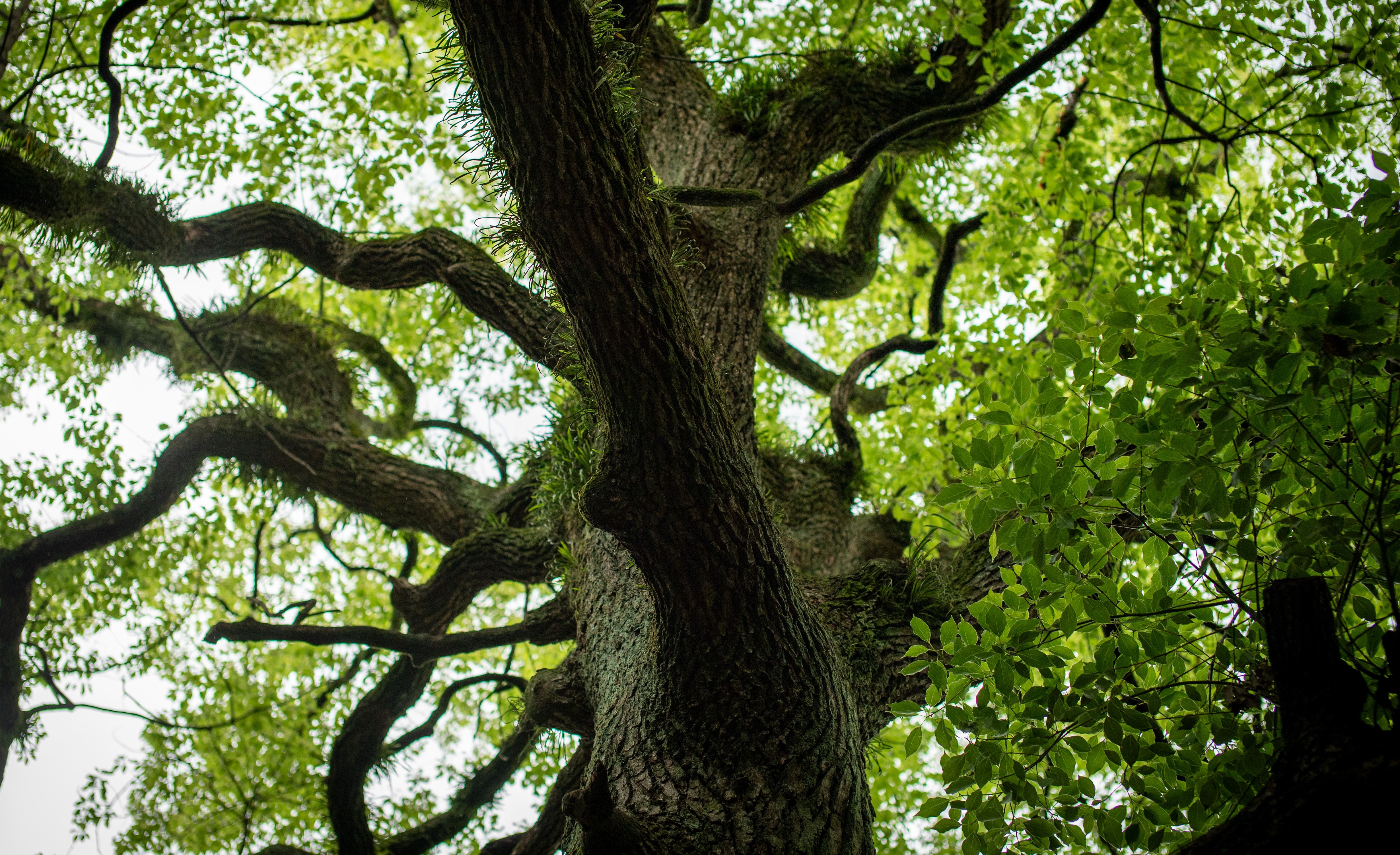 Majestic Tree Canopy in Fukuoka Park · Free Stock Photo