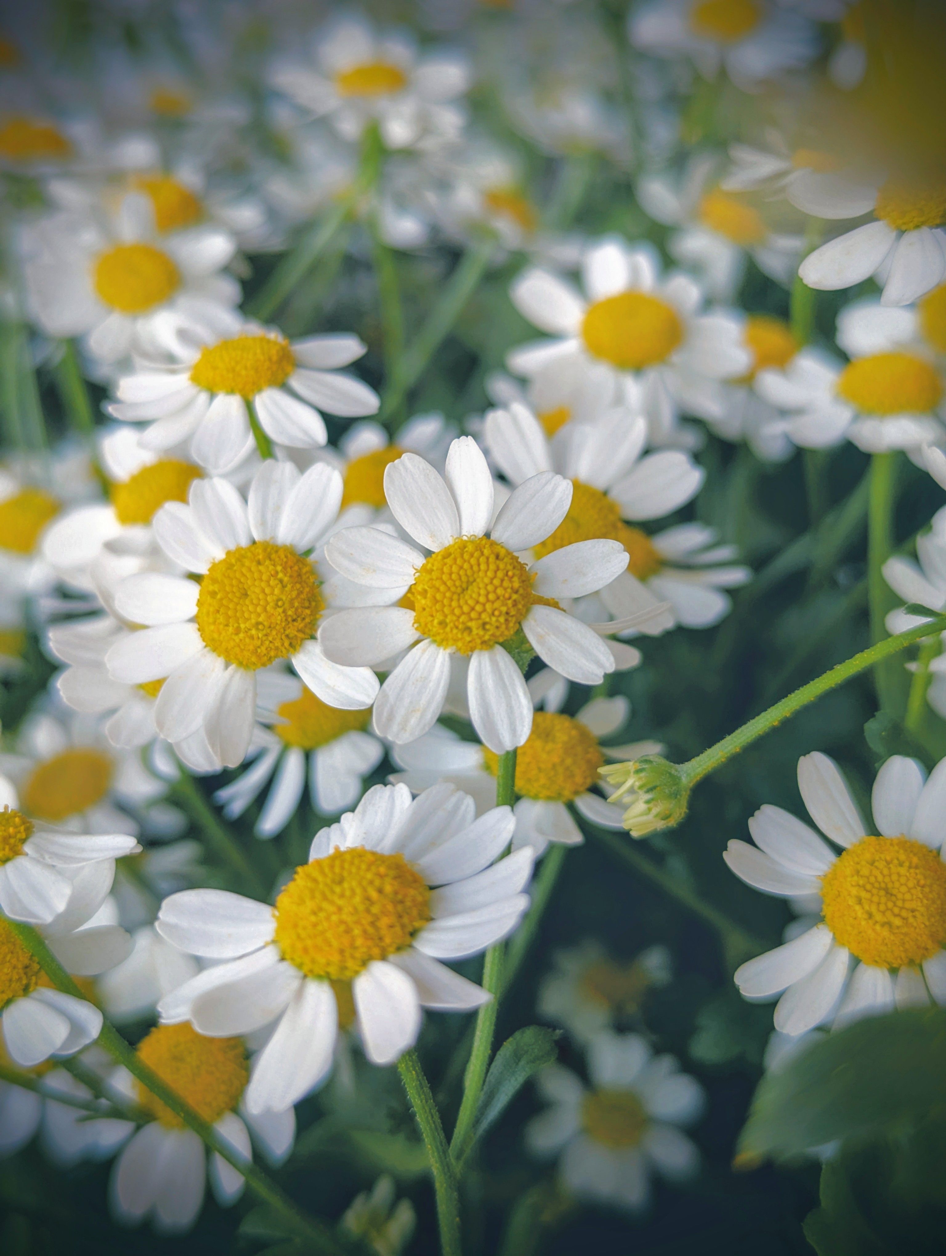 De franc Primer pla brillant de margarides blanques amb centres grocs en un jardí exterior. Foto d'estoc