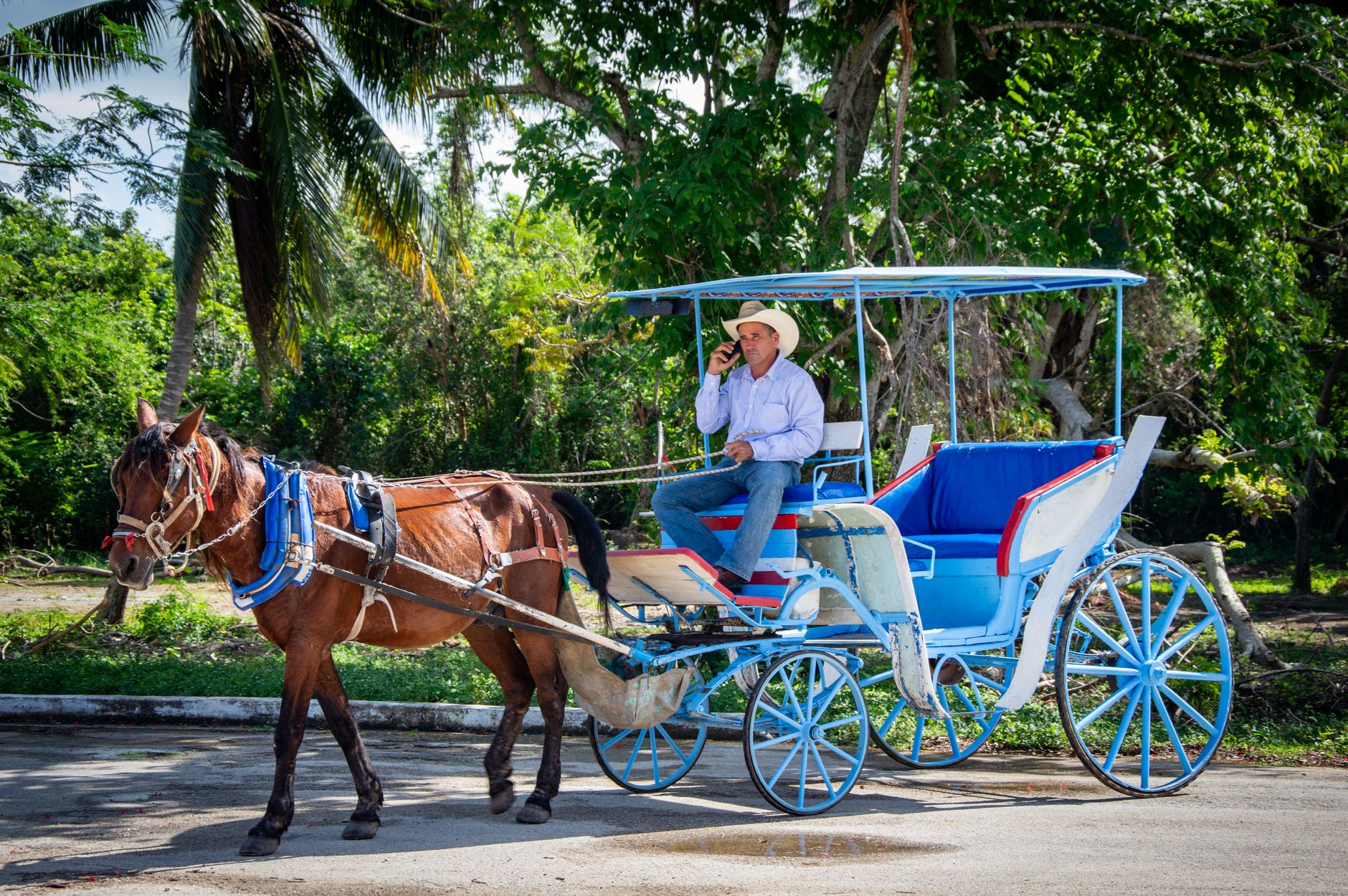 A man drives a horse-drawn carriage in a lush tropical environment.