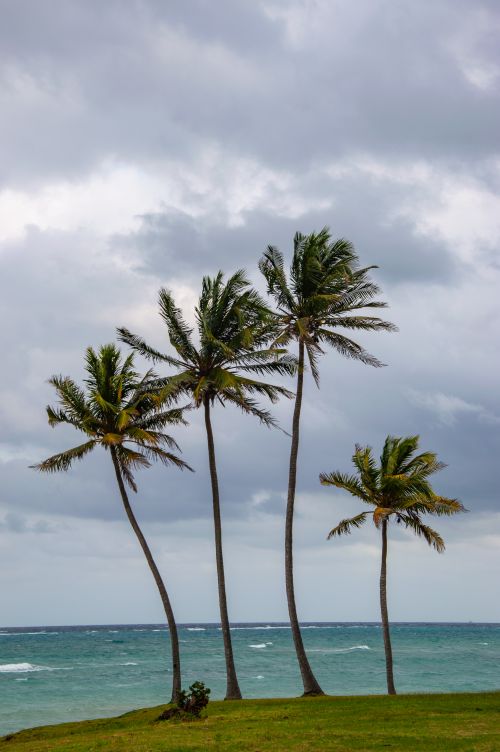 Free Tall palm trees swaying in the breeze with a cloudy sky above and turquoise ocean below. Stock Photo