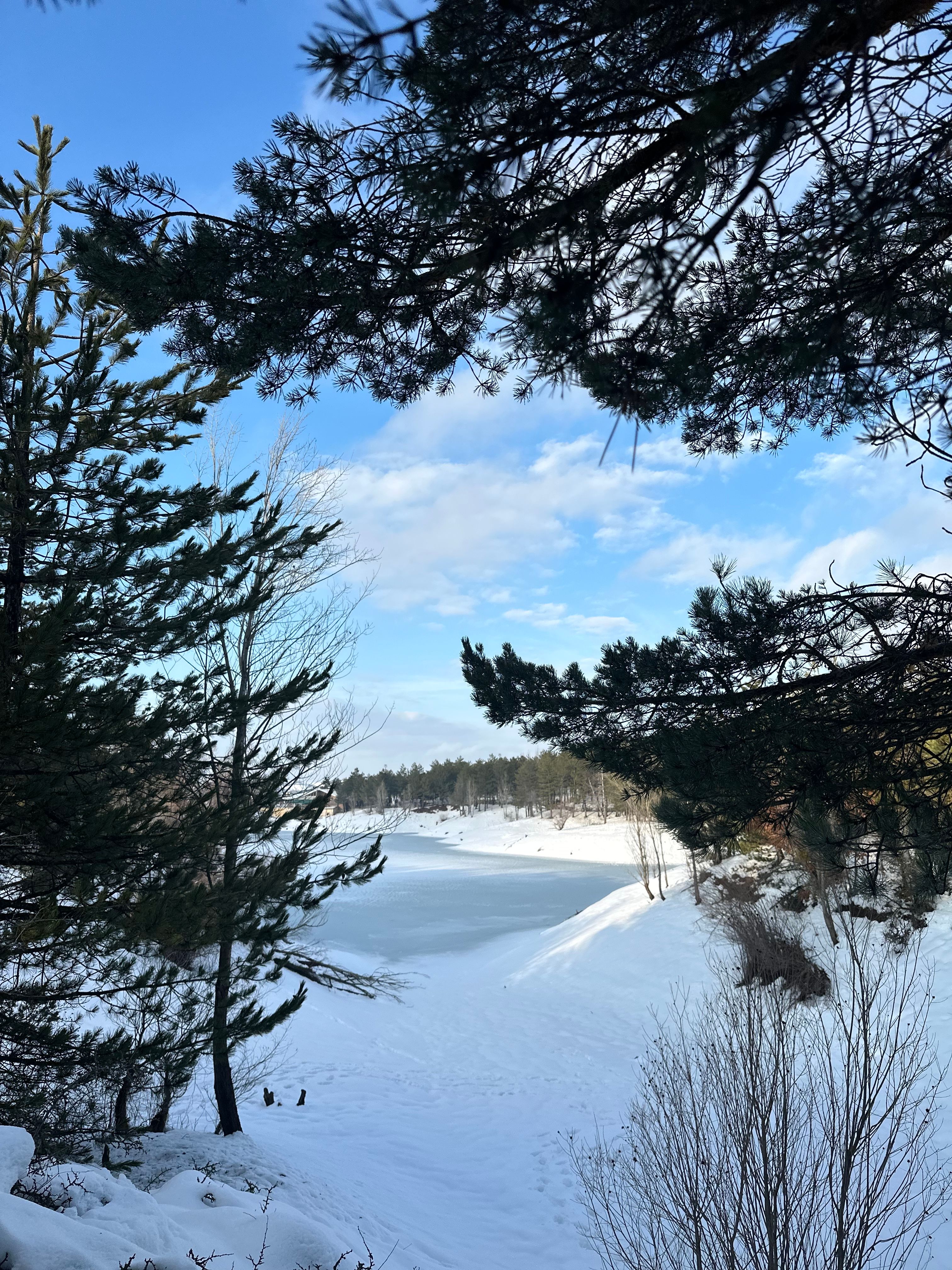 Serene Snowy Landscape with Pine Trees · Free Stock Photo