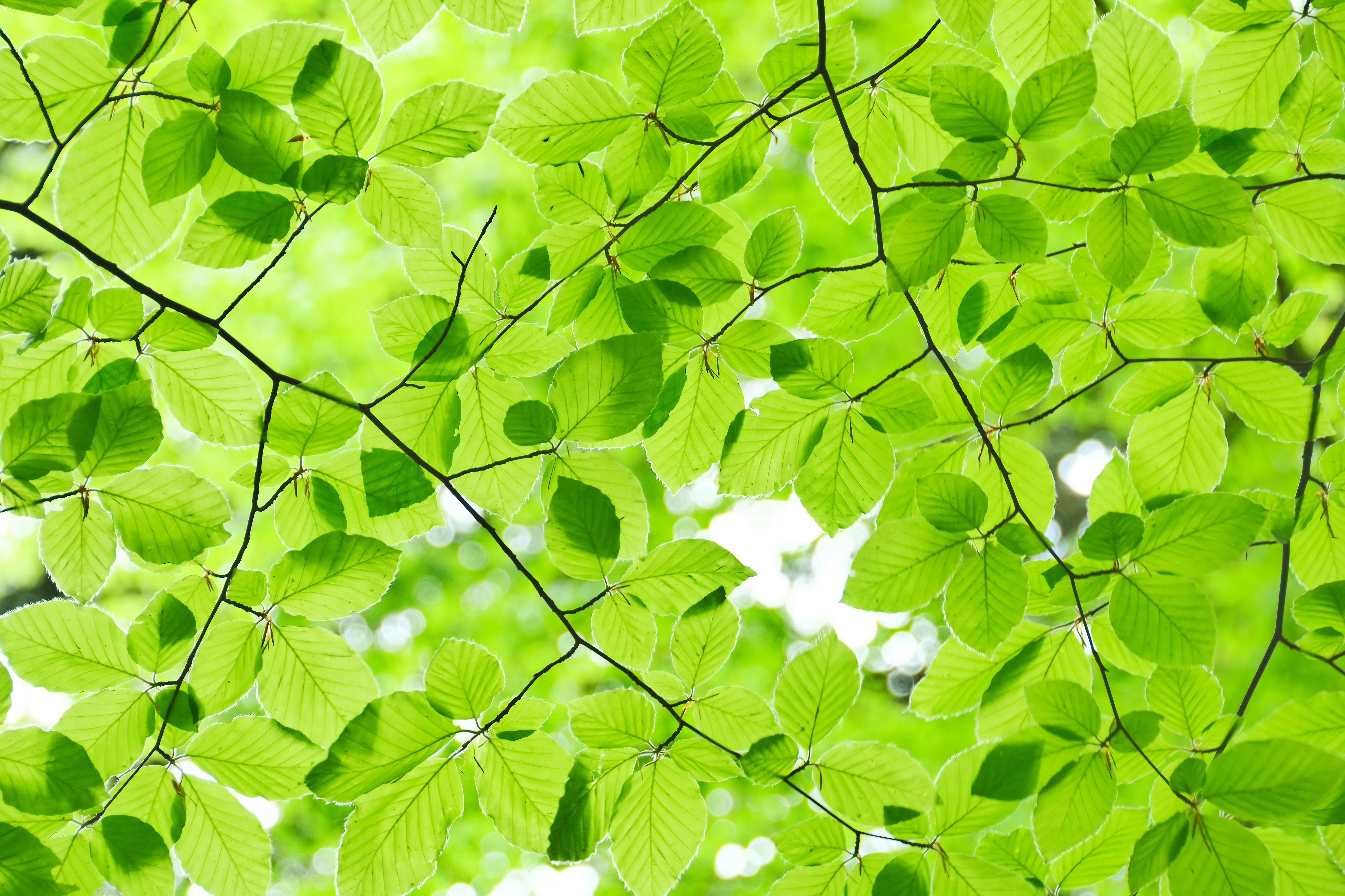 Sustainability of green hydrogen technologies depends on energy mix and supply chain — Photo by AS Photography on Pexels