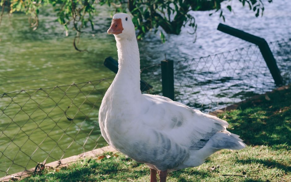 A Revolução do Goose: Por que a Block entregou sua IA à Linux Foundation