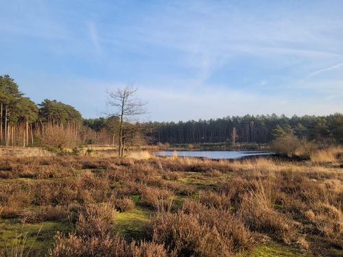 Free Peaceful view of a forest landscape with a lake under a clear blue sky. Stock Photo
