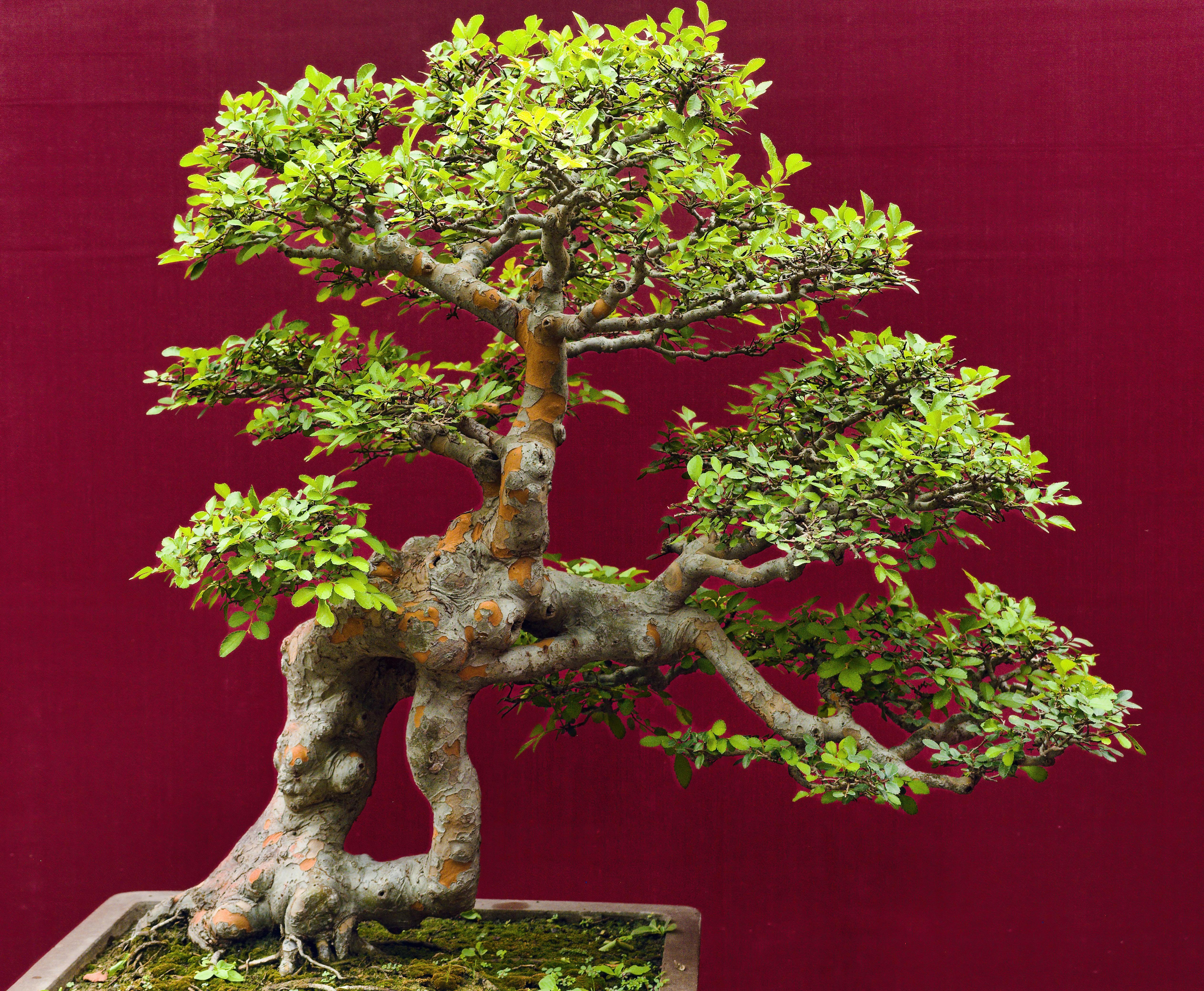 XVIII Expo Bonsai