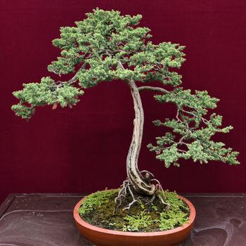 A beautifully shaped bonsai tree displayed against a striking red background, highlighting its intricate design.（イメージ）
