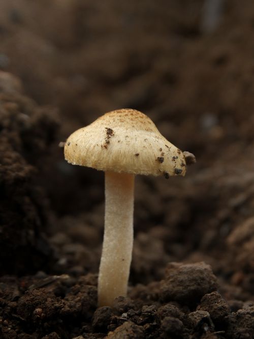 Free Detailed close-up of a mushroom growing from soil, showcasing natural textures and colors. Stock Photo