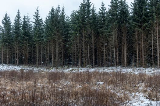 A calm winter scene showing snowfall in a dense forest with evergreen trees and a snowy ground cover.