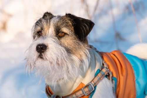 Free A Jack Russell Terrier wearing winter clothing in a snowy Latvian landscape. Stock Photo