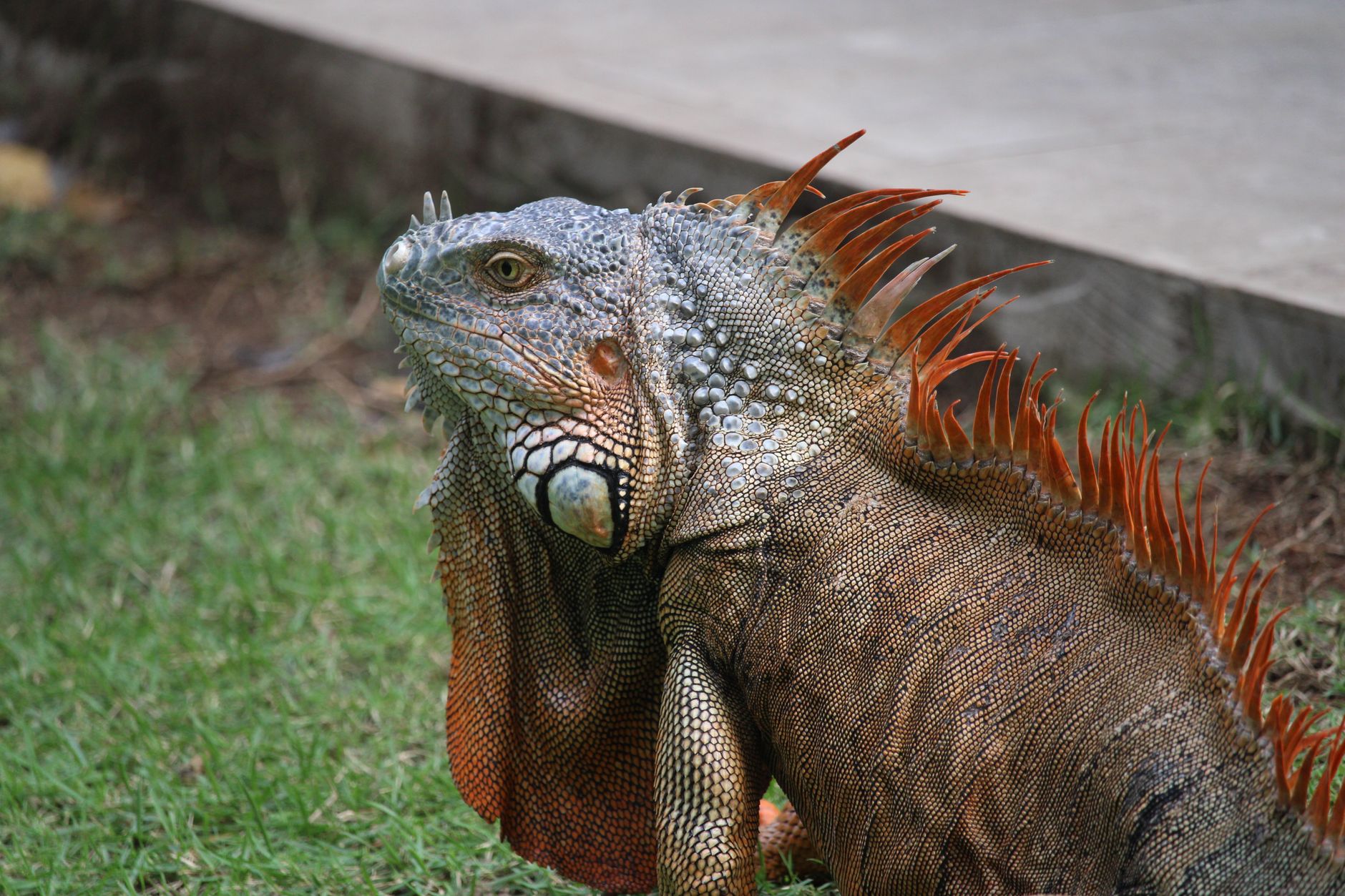Detailed portrait of a colorful iguana basking outdoors, showcasing its exotic scales and vibrant colors.