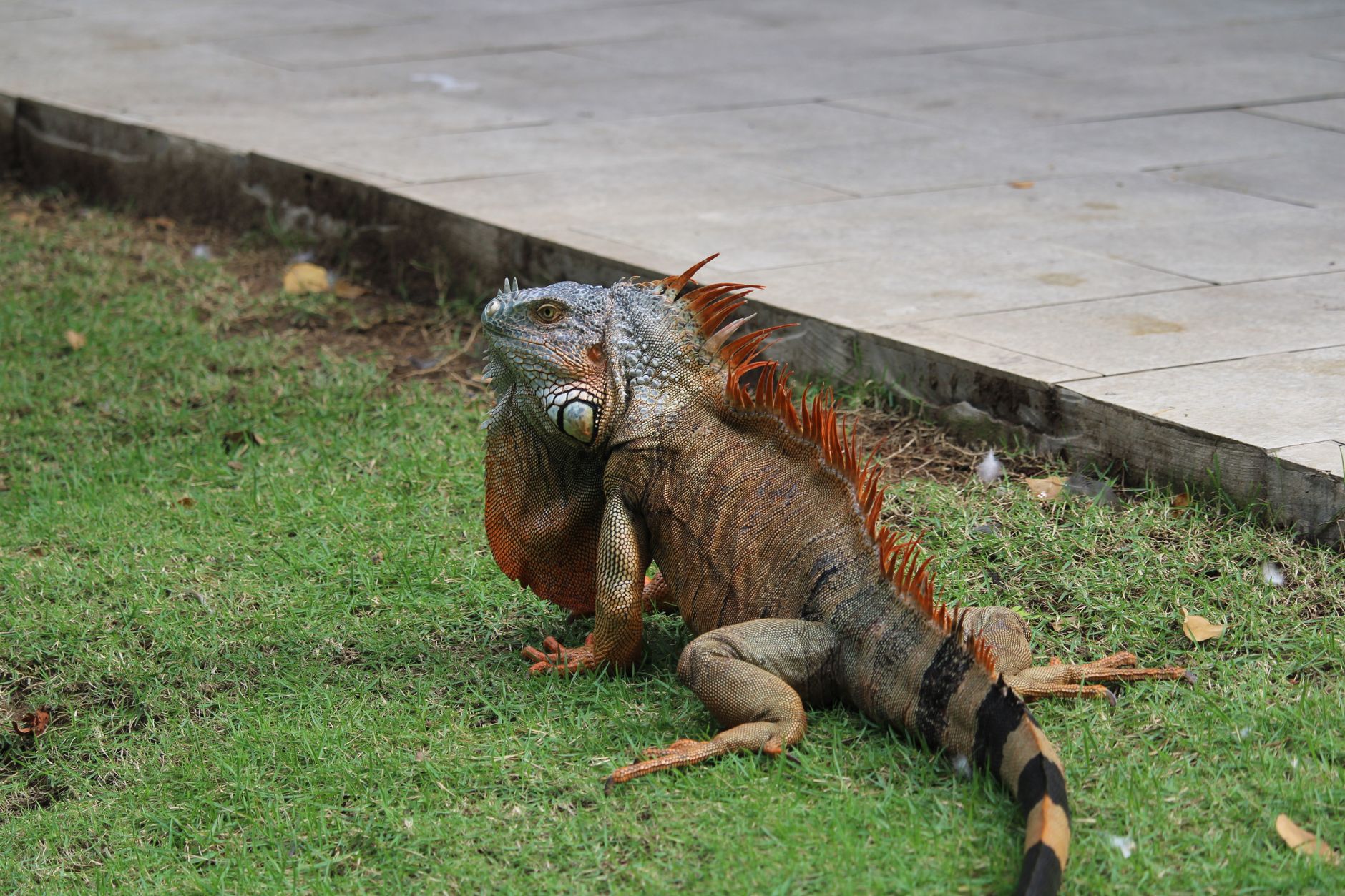 Close-up of a vivid green iguana basking in the sun on grass in Punta Cana.
