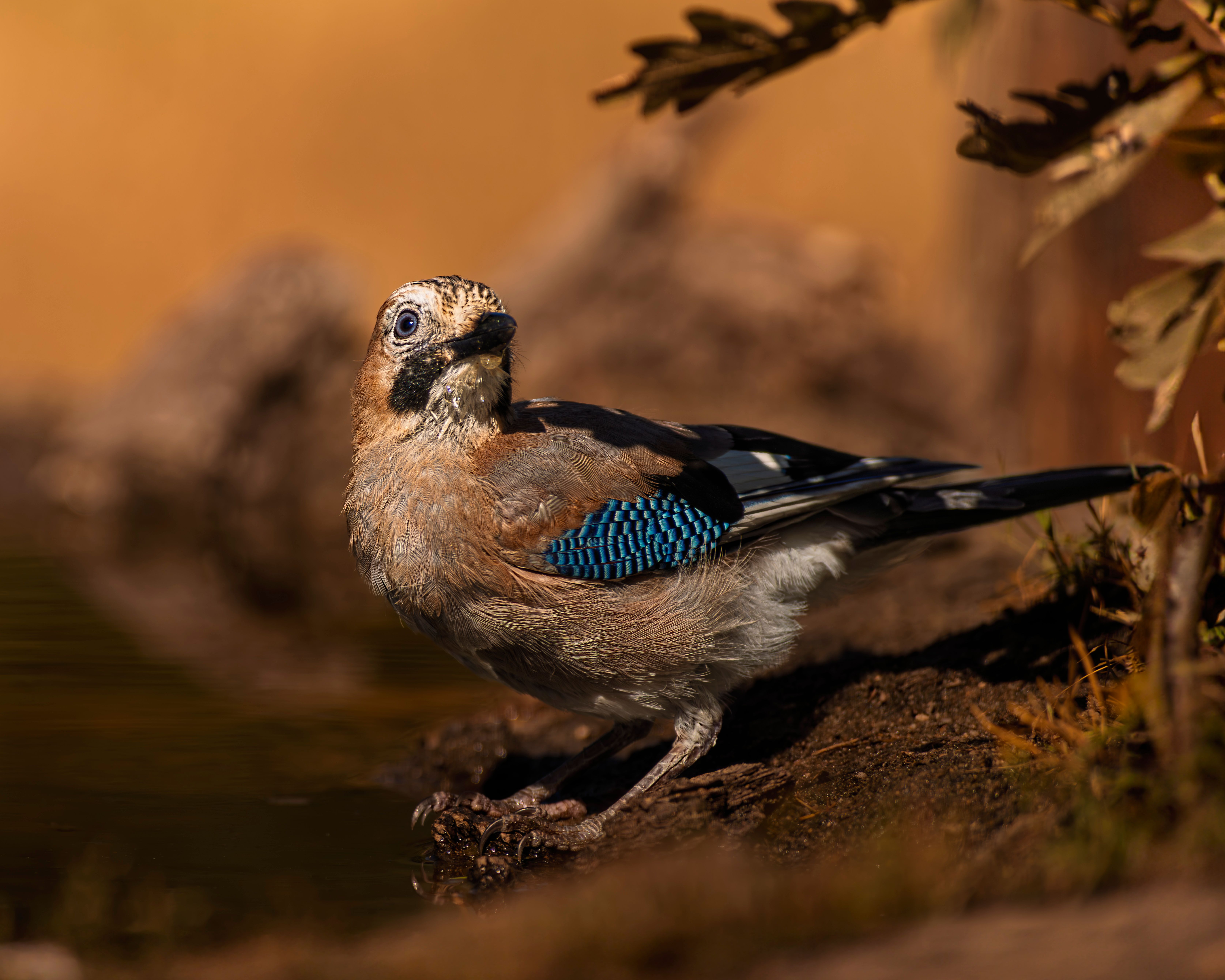 Wildlife photograph of an Eurasian Jay (Garrulus glandarius) perched in a natural habitat.