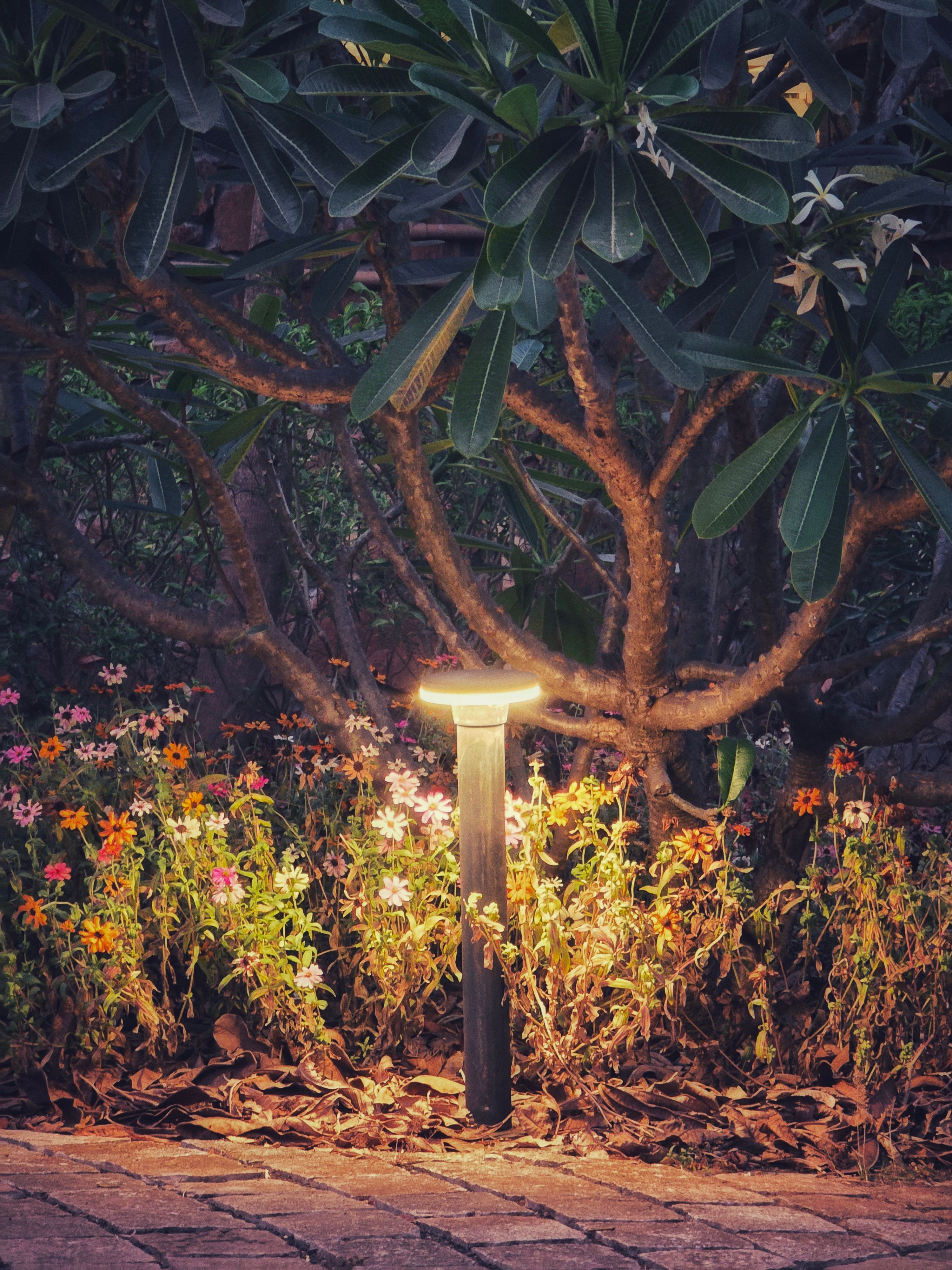 Install Solar Pathway Lights