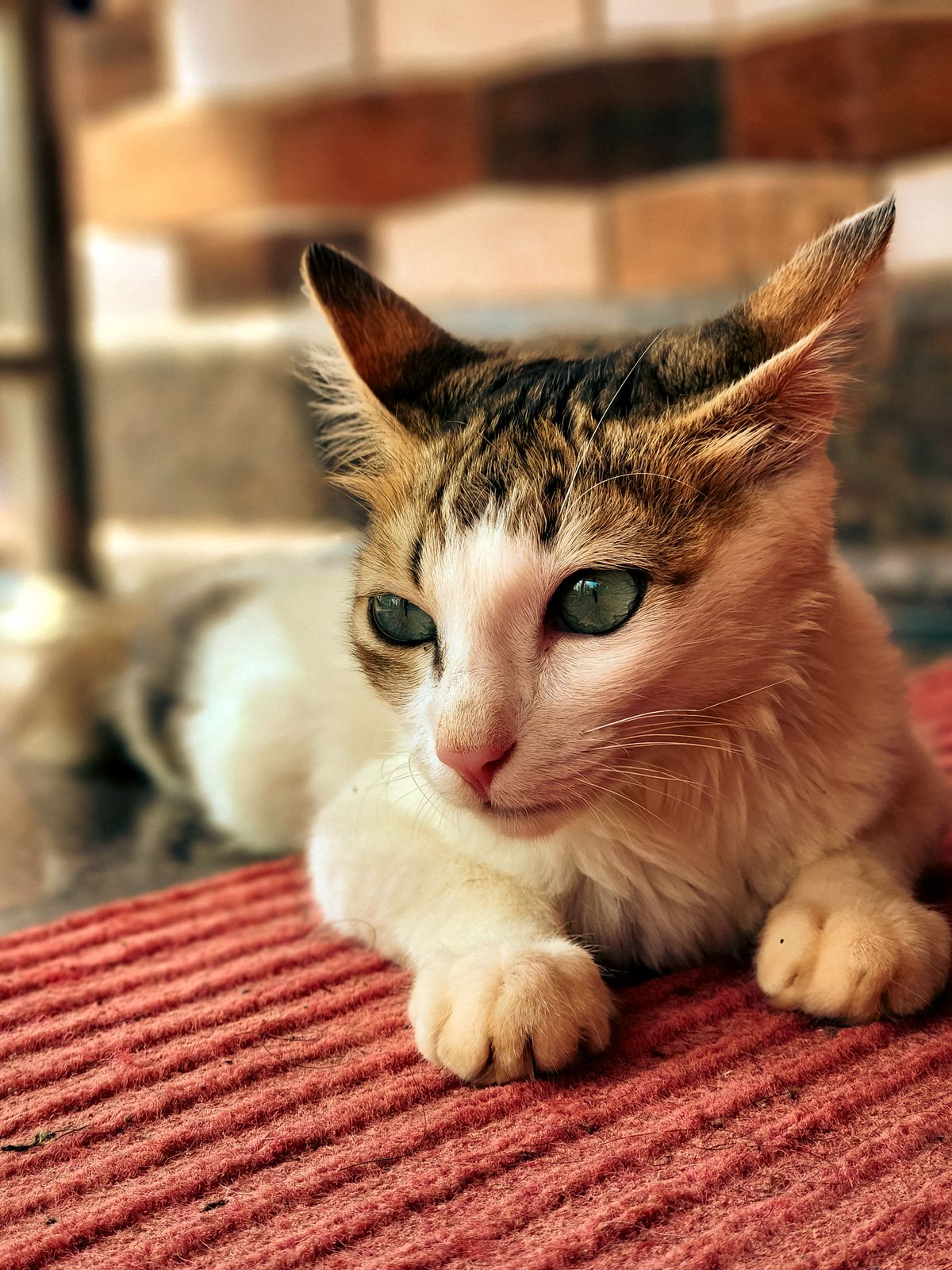 A tabby cat relaxes indoors on a rug at a home in Kerala, India