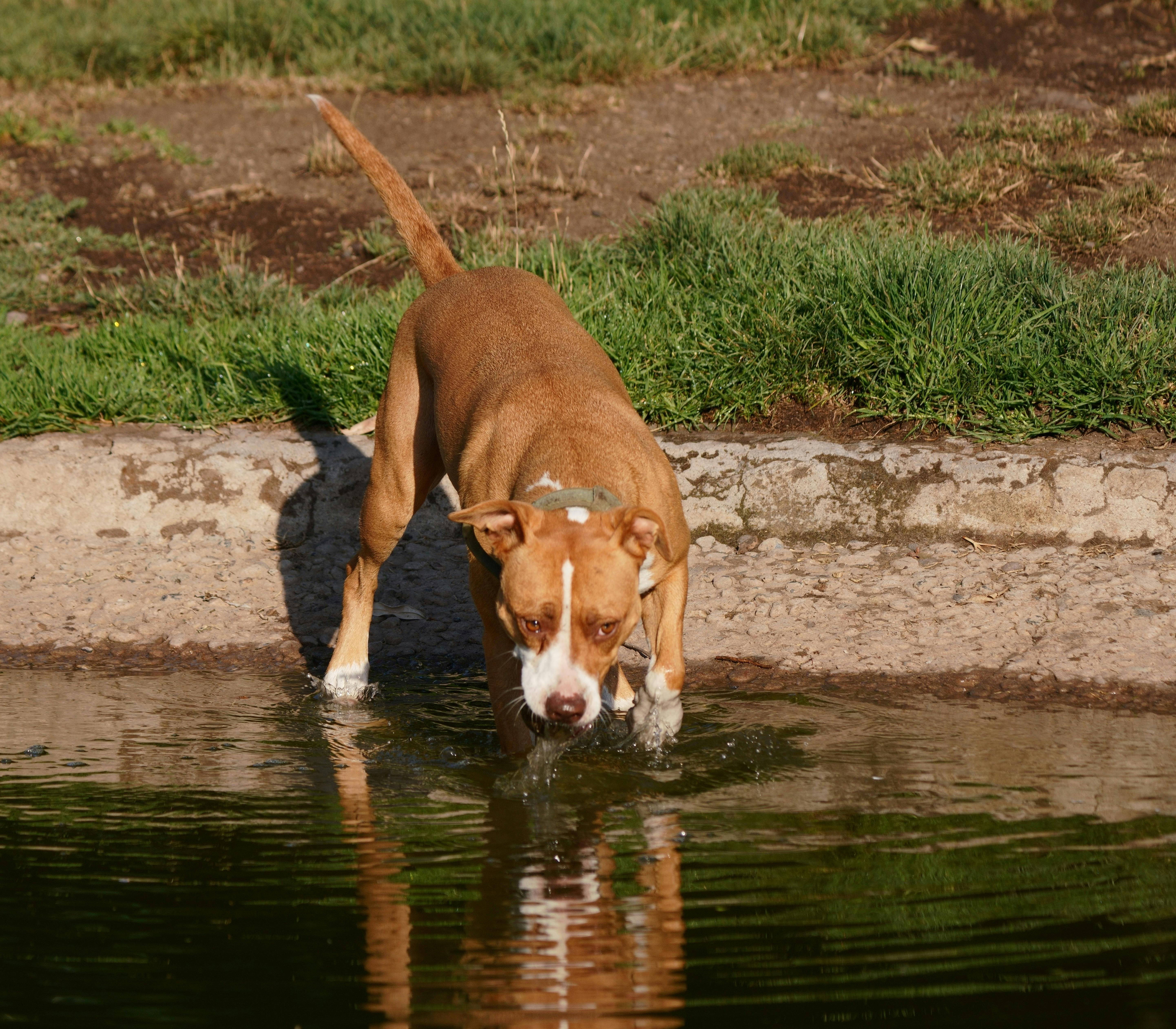 Seasonal pet health checklist: protecting dogs from summer heatstroke — Photo by Leonardo Merlo on Pexels