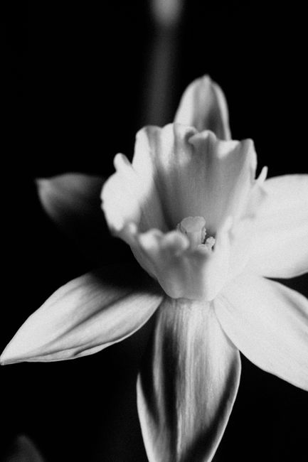 A striking black and white close-up of a daffodil flower, highlighting its delicate details.