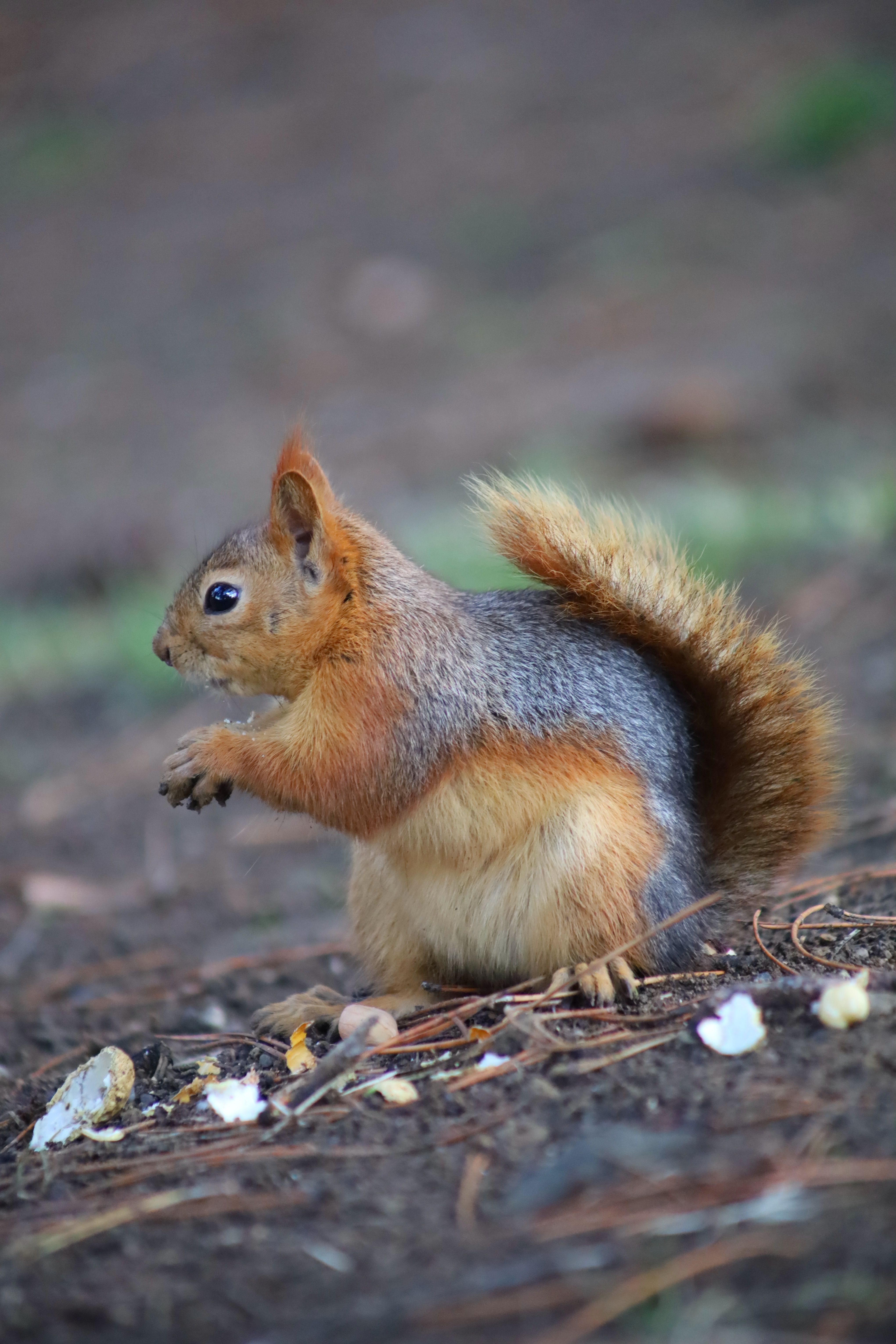 Close-Up of Squirrel in Natural Habitat · Free Stock Photo