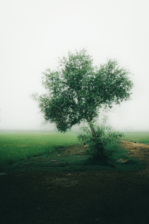 Free A lone tree stands in a foggy field in Beheira, Egypt, creating a serene landscape. Stock Photo