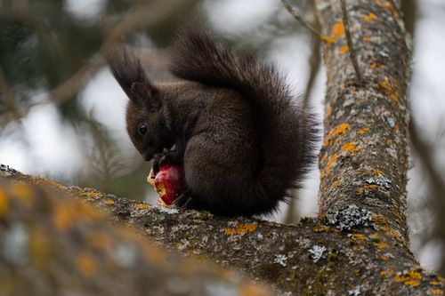 Free Close-up of a wild squirrel munching on a red apple while perched on a tree branch. Stock Photo