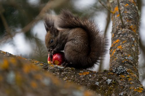 Free A brown squirrel enjoying an apple on a tree branch covered with vibrant lichen in a natural setting. Stock Photo