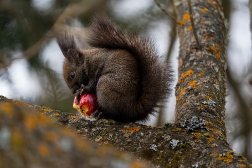 Free A squirrel perched on a branch nibbling an apple amid a natural forest setting. Stock Photo