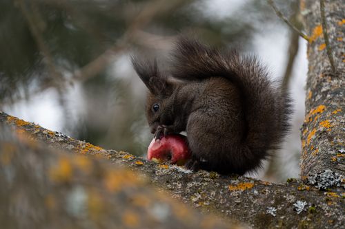 Free Close-up of a squirrel nibbling an apple on a mossy tree branch in a forest setting. Stock Photo