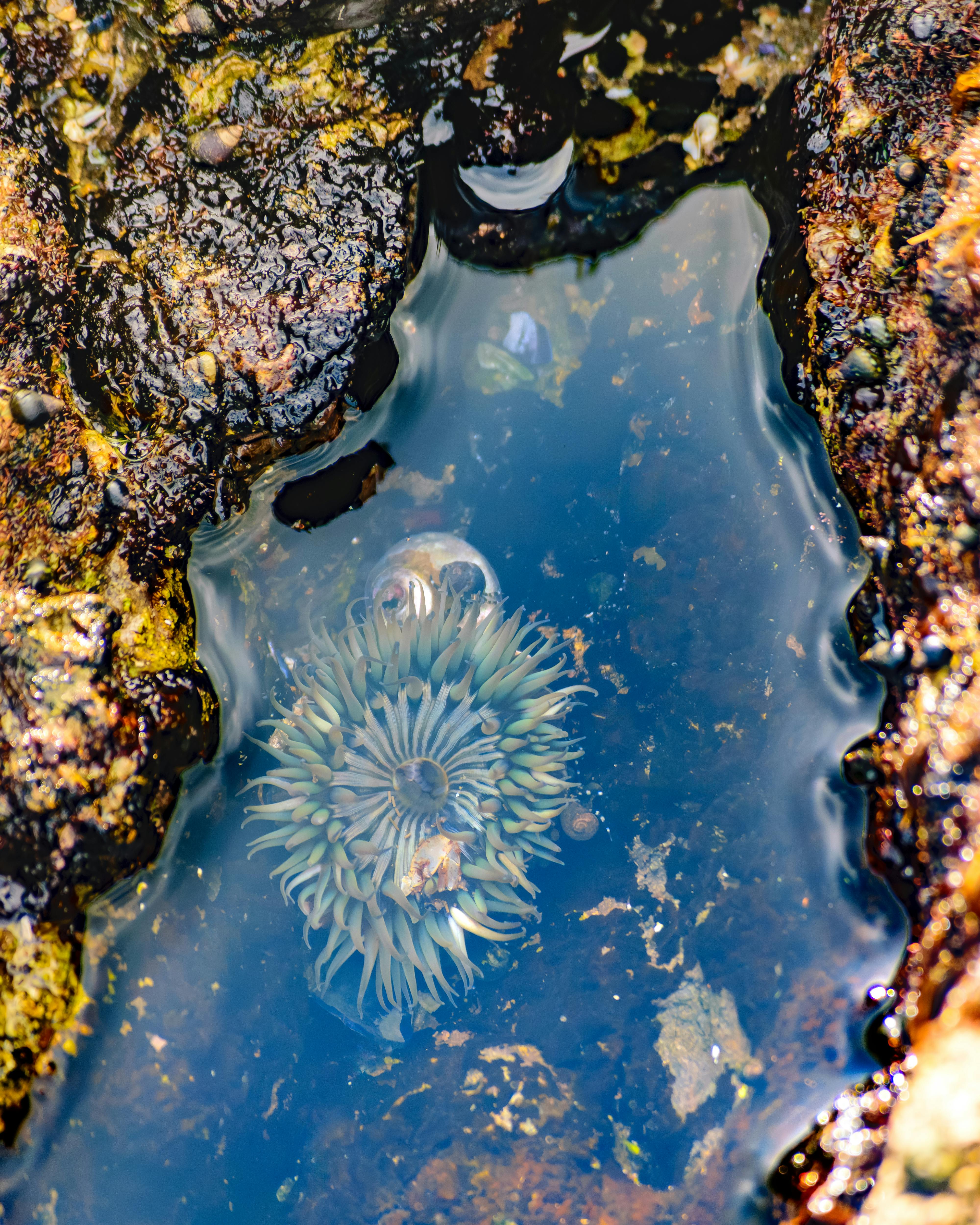Tide Pool Photos, Download The BEST Free Tide Pool Stock Photos